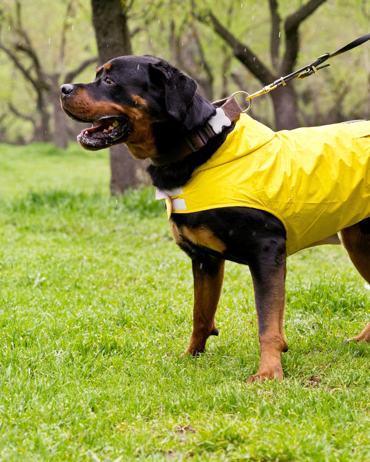 Chó Rottweiler mặc áo mưa màu vàng khi đi dạo