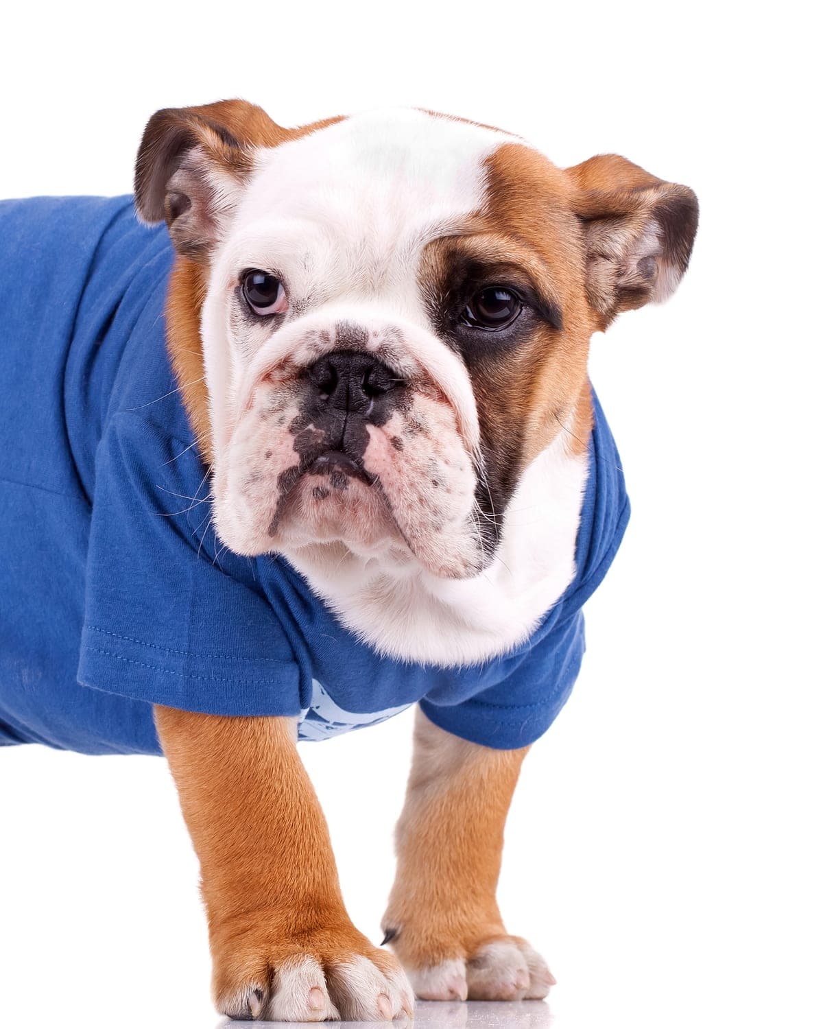 Chó bulldog mặc áo thun cotton màu xanh cobalt